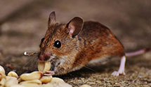 24 Hour & Emergency Exterminators in Zanoni, MO